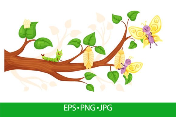 Download Cartoon Butterfly Life Cycle, Egg, Larva - Cartoon butterfly Collection